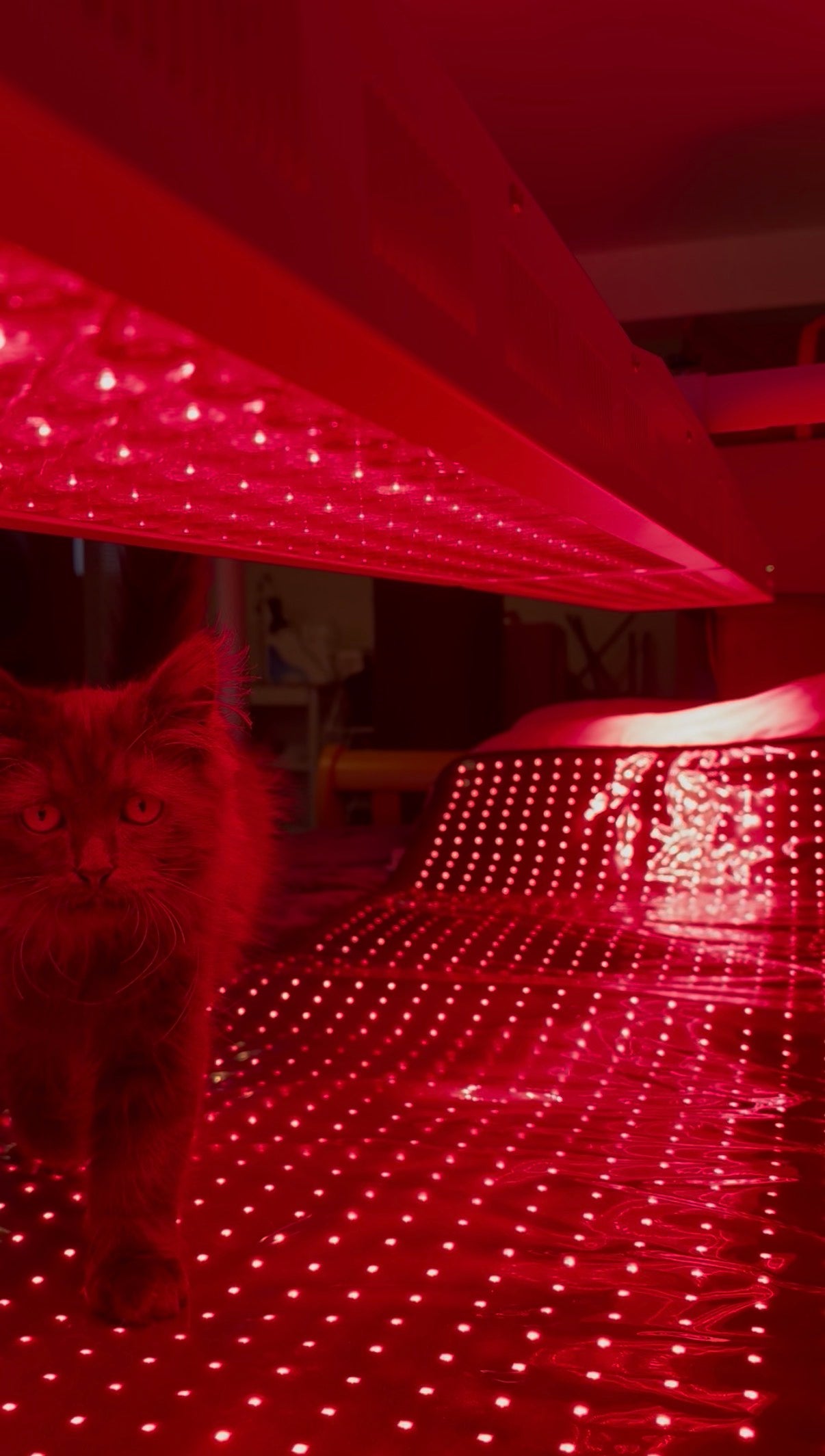 LUMI Bed™ 1000
